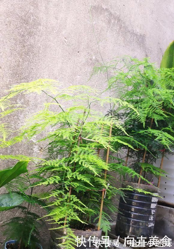 养盆最高雅的文竹,放在卧室里,每天喷点水,四季不黄叶