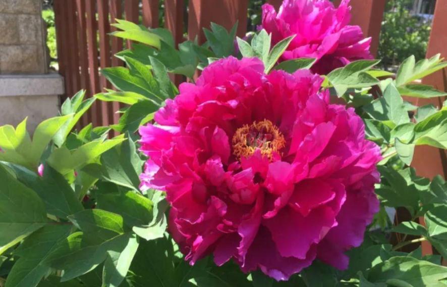 植物盆栽僵苗不长新叶,该怎么办?从这5方面下手,轻松搞定