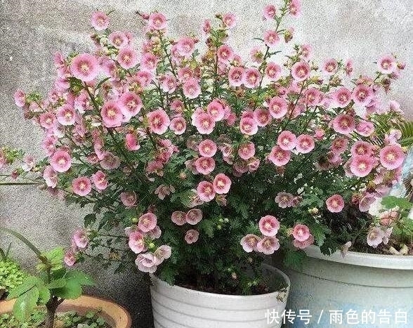这6种花,花期超长,养一盆在家,4季有花赏,真正的盆栽佳品!