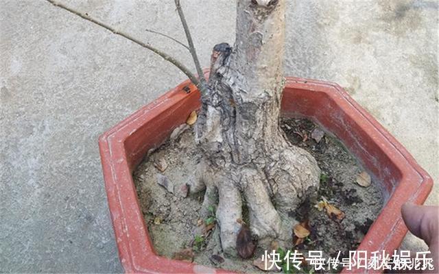 制作高价值的盆景,炼根是关键,看看怎么炼