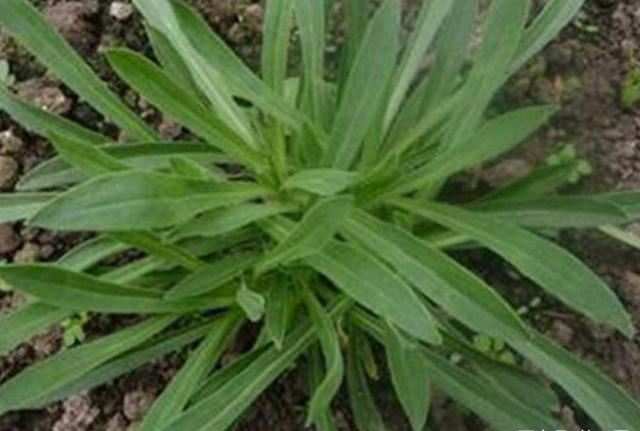 爱人们|乡下一种野菜，营养十分丰富，用来粉蒸最好吃了，食用价值高