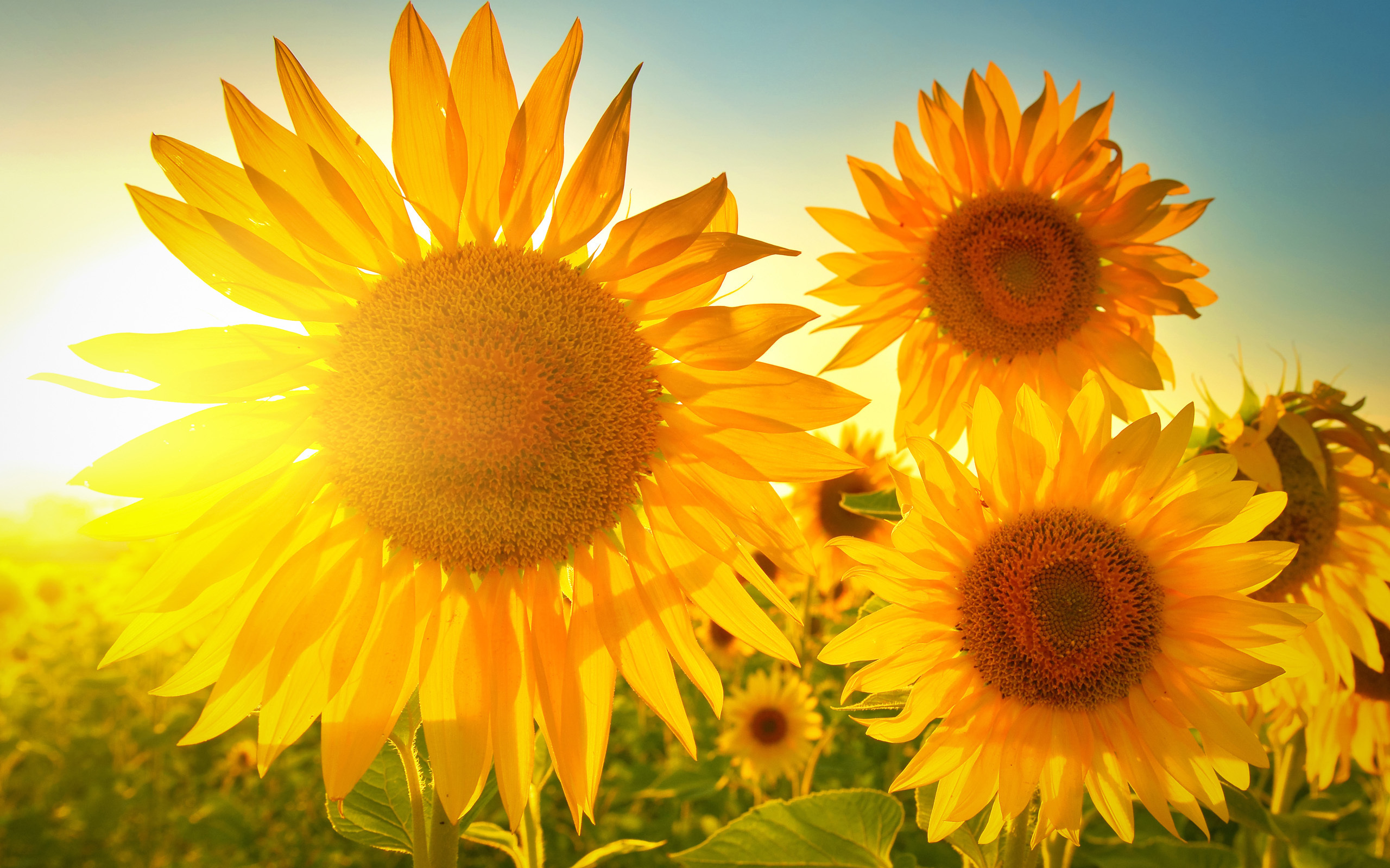 清内热|肝胆二经堵,容易“垃圾多”,找这俩穴位来帮忙