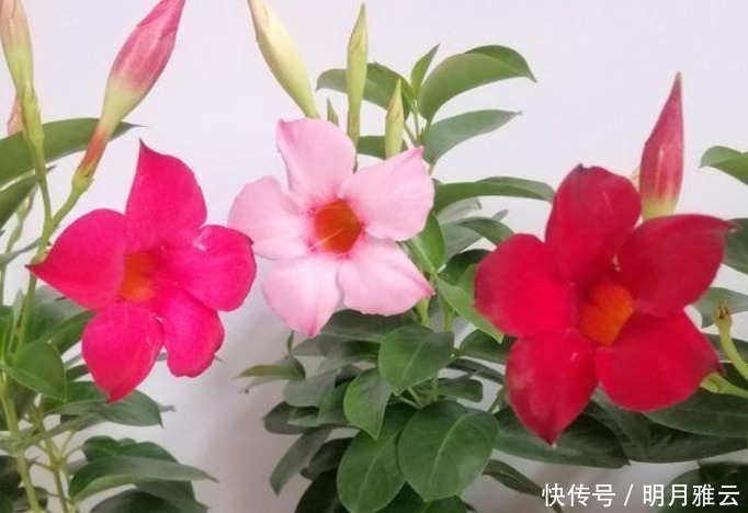 3种花是花卉中的佼佼者,开花一茬又一茬,美如仙境!