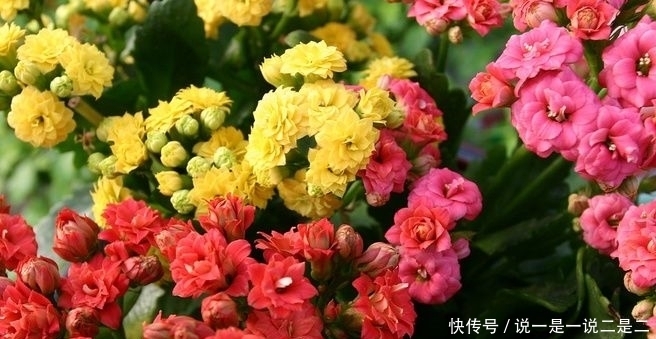 植物|家养这几款植物,花期长花量大,花开繁盛,花苞如绣