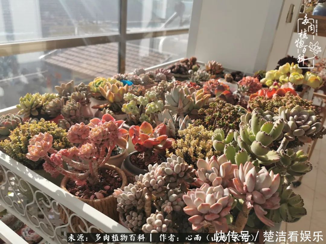 事物|懂得珍惜的人，才值得拥有更多美好的事物！养多肉也是如此！