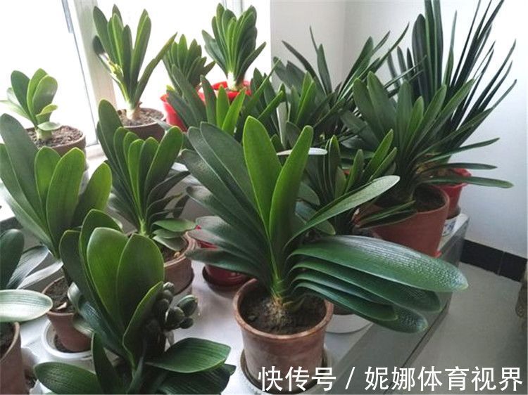 李大姐养君子兰,年年开大花,有吉祥好兆头,原来是她做对5件事