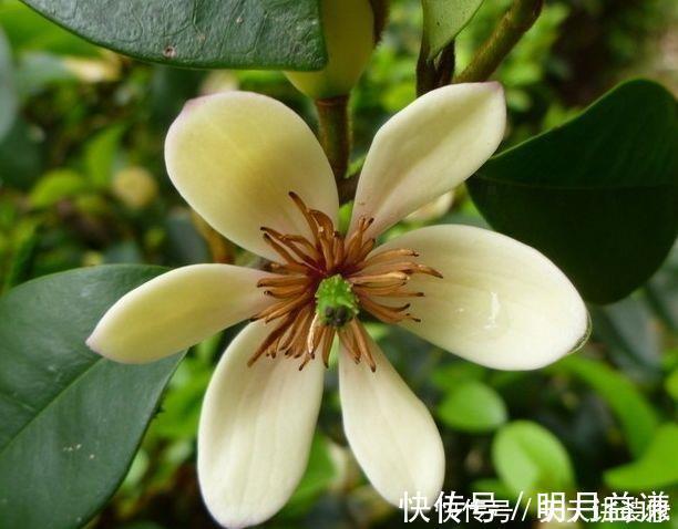 大丽花|阳台养此几朵花,花开不断,花期长达200天