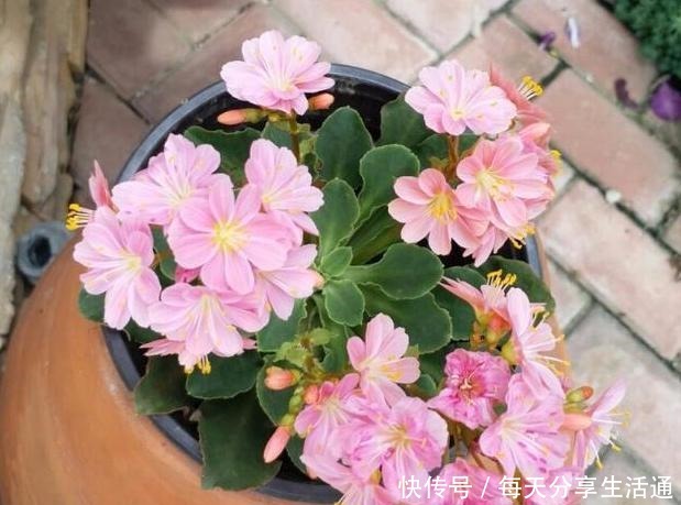 养多肉当选露薇花,好看好养爱开花,带回家盆栽记住7点就够了!