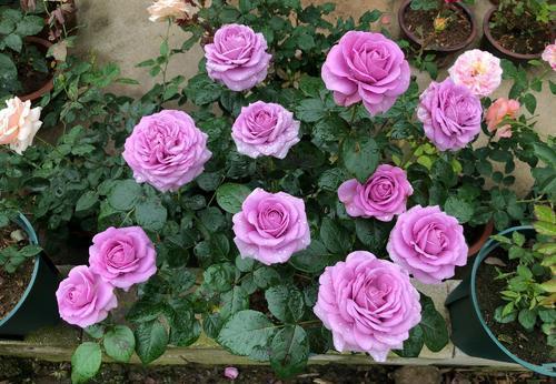 月季花|适合6月种植的花,35℃的高温照样生机勃勃,开花美好养护