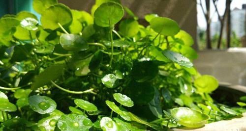  效果|再也不用花钱买生根粉了，自制生根粉，效果比生根粉好很多！