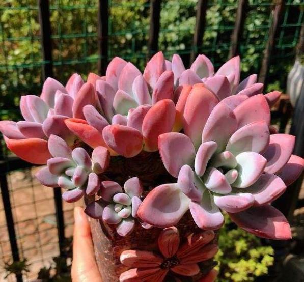 6种经典的普货多肉,新手也能养出好状态,冬天越晒叶片越美