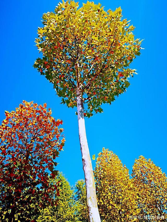 《七绝.初冬印象》霜染苍茫已入冬,枝条飞叶落无穷