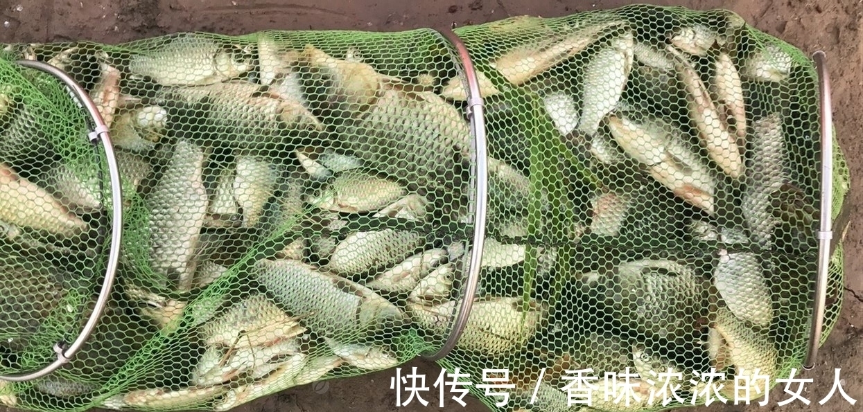 窝子|野钓难得一遇的“奇遇”半斤大鲫鱼排队咬钩,抓住机会你也行