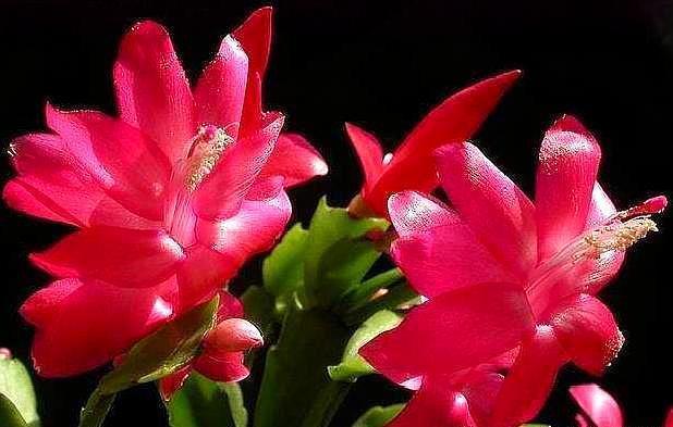 蟹爪兰花谢后，做好这几步，叶片变肥厚，二次开花So Easy