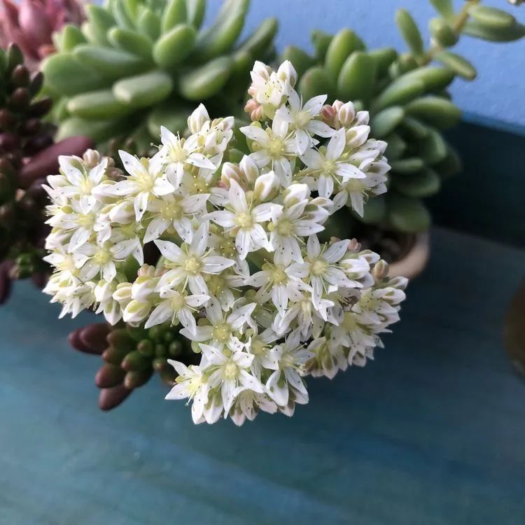 面朝大海的多肉们,在四季变迁中生生不息!