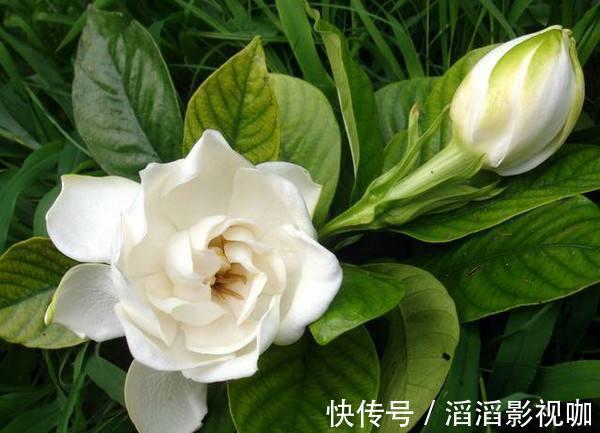 栀子花|栀子花度夏难，几个关键的养护知识你要知道，枝繁叶茂