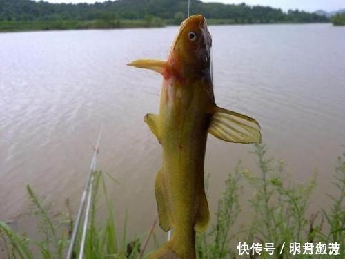 肉食性|豆腐钓鱼堪称一绝,尤其是钓黄颡鱼,爱钓鱼的你别错过