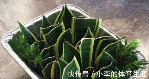 养虎皮兰,教你4点养护,繁殖小技巧,叶片油绿长势快