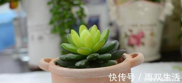 老桩多肉发新根有没有什么巧招？肉友：有而且有3个