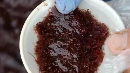 深秋初冬用饵经验分享,专攻野生大板鲫