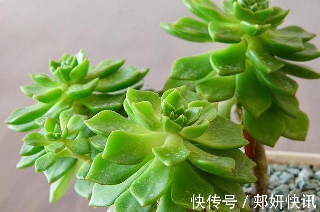 多肉“蒂亚”还在充白菜3个小技巧,浑身红彤彤,颜色最耀眼