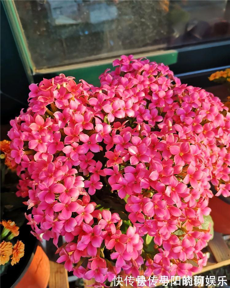 6种漂亮花,都有“好寓意”,喜欢的话养一盆,吉祥又大气