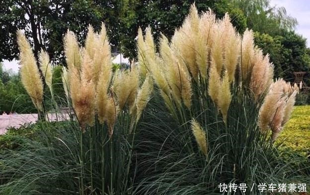 有钱人的庭院,现在流行“种草”了,4种“野草”你们见过吗!