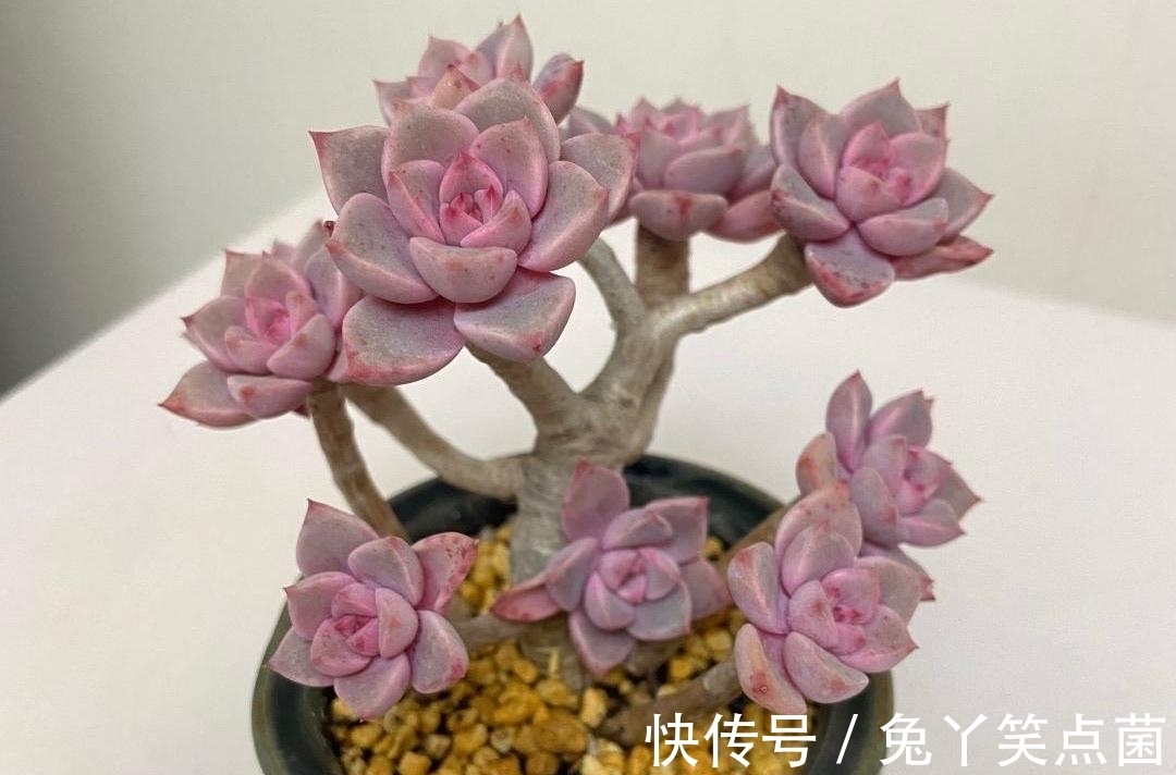 红宝石|这3种多肉养护的花友不少，能养成直立桩的却不多，真是太美了