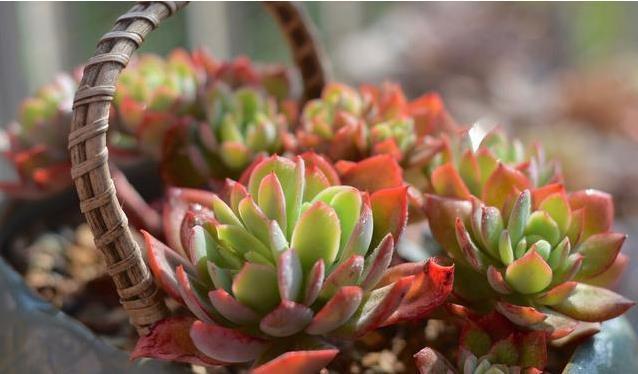 冬天养多肉,最怕3种水,一定要管住手,太勤快肉肉死的越快