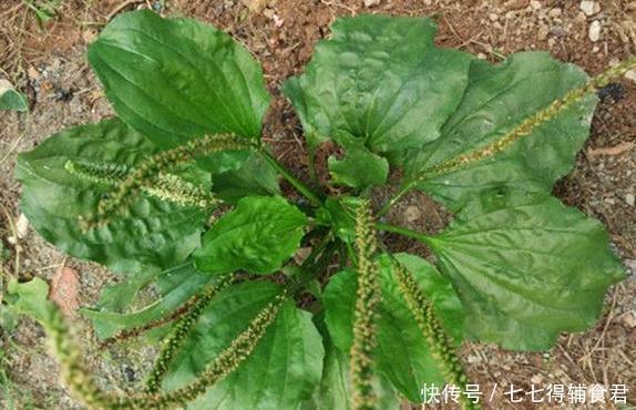 性关节炎|十人九腰疼,一宝煮水喝,腰不疼了,腿不酸了,早知早健康