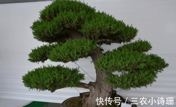 专家|农村常见的一种树桩, 一棵要3年才能定枝, 专家估计能卖到8000块