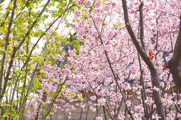 榆山街道：黄河岸边的“花世界”