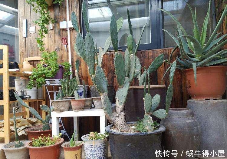 仙人掌吃个黄豆粒,猛蹿3米变“壮汉”,嫁接蟹爪兰,开花千百朵