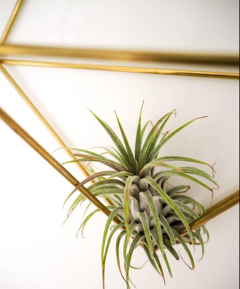 养不活花的人,建议养这“5种花”,好养好看又实用