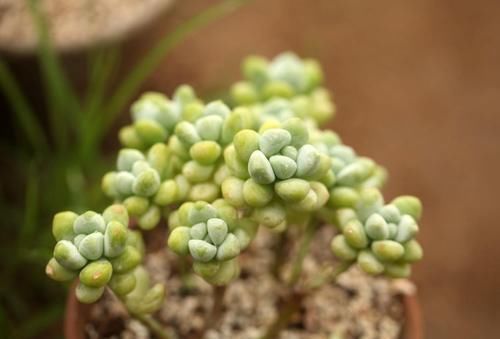 植物|养多肉浇水不能犯的几个错误，留意了才能茁壮成长，枝繁叶茂