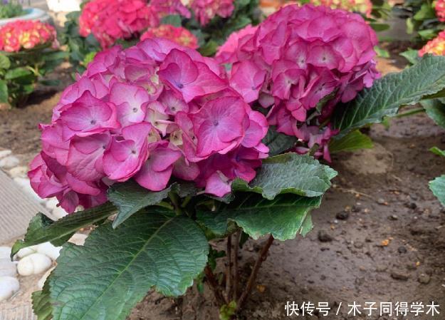 马上进入花期的花,10天一次肥,下个月就开花