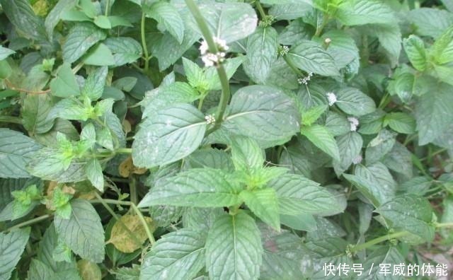 乡间味|薄荷养死两盆后，才明白的道理！薄荷养死两盆后，才明白的道理！