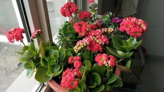 满枝|最厉害的养花营养液给长寿花喝一勺,猛长新叶,花开满枝