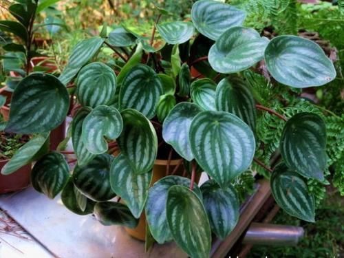 4种喜阴花,家里光照不好也能养,叶子比花还漂亮,是盆栽佳品