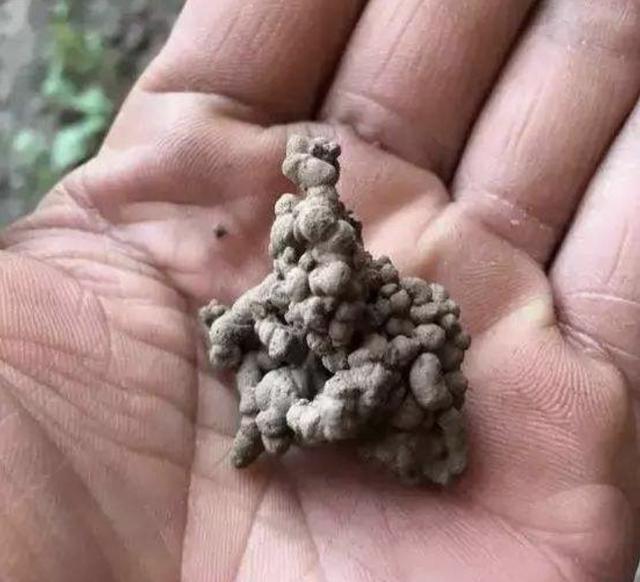 君子兰|养花不想用肥料那就捡“1袋它”,花盆里垫“5个”,花卉不缺肥