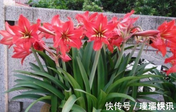 花草匠|养朱顶红,3个“禁忌”别触碰,否则叶子全黄,根系腐烂难开花