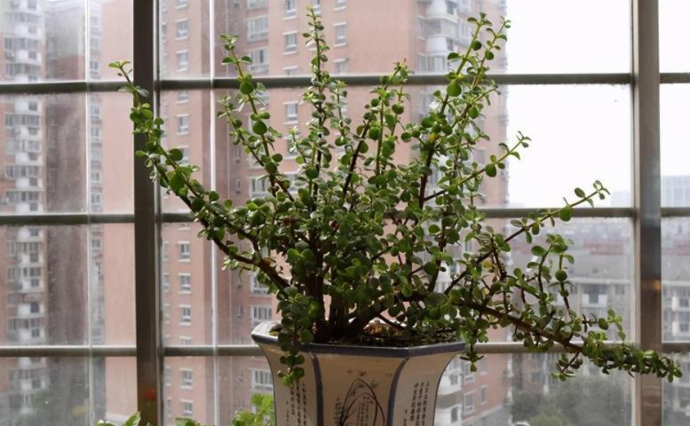 养护|养金枝玉叶,按“这”方法盆栽,枝叶长得旺,极具观赏价值