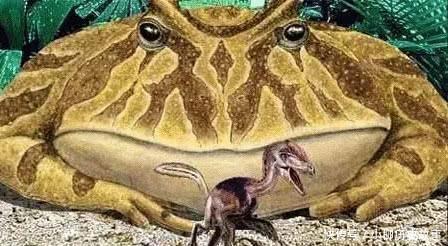 感谢青蛙的不杀之恩吧 7千万年前人家可是吃恐龙的主 快资讯