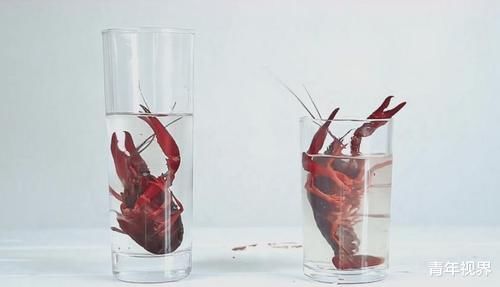 功夫|小龙虾有多脏把它放进95度酒精里,一会功夫便恶心够了