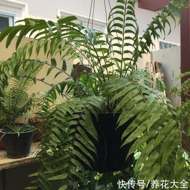 琴叶榕|大叶子耐阴花，室内一定养，叶子比脸大，真凉快