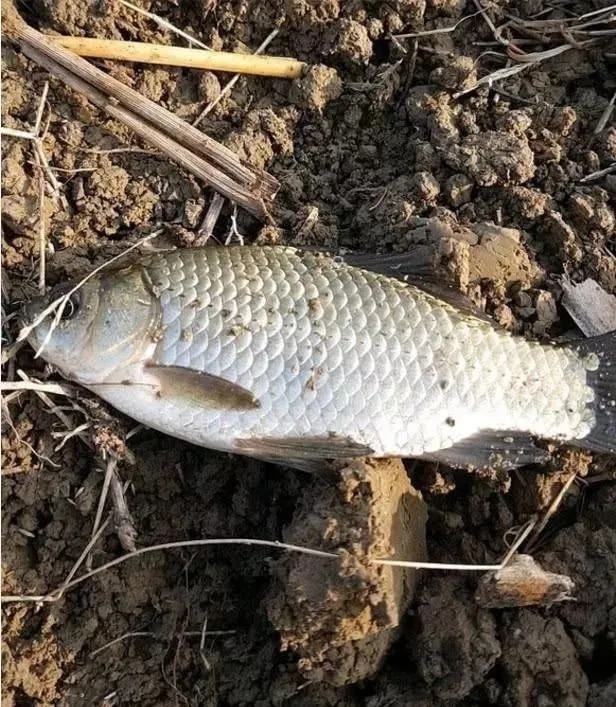 初冬钓鱼，做好这4点，除非水底没鱼，一般2小时就爆护了