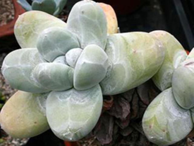 多肉贵货自己也能养出来找对方法,花些时间,养出贵货不太难