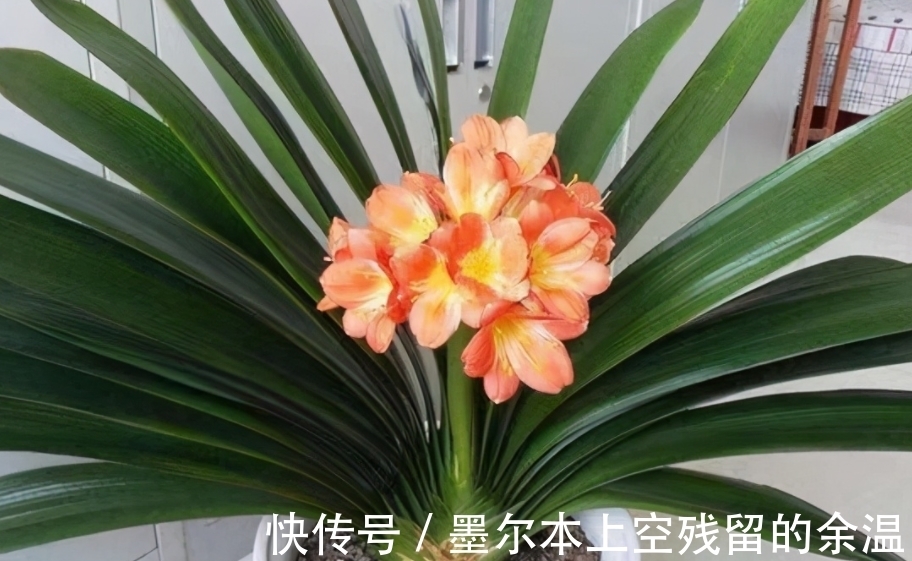 闲话君子兰和啤酒之间的关系、养护方法