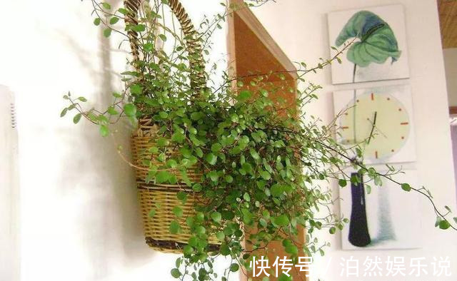 爆盆|养花技巧10种吊兰,好扦插,易爆盆,掐一根一插就是一大盆!