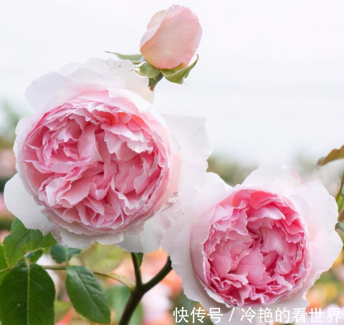 漂亮花|三种“漂亮花”，好养颜值高，却被花友“嫌弃”，不是没道理